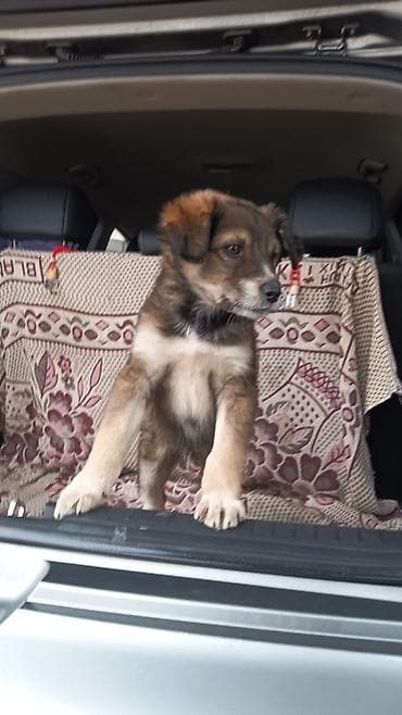 Щенок (метис, средний размер во взрослом возрасте) Описание: - Пол