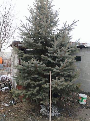 Үй жана бакча: Ель голубая (Picea pungens, «Blue Spruce») — декоративное хвойное — 7