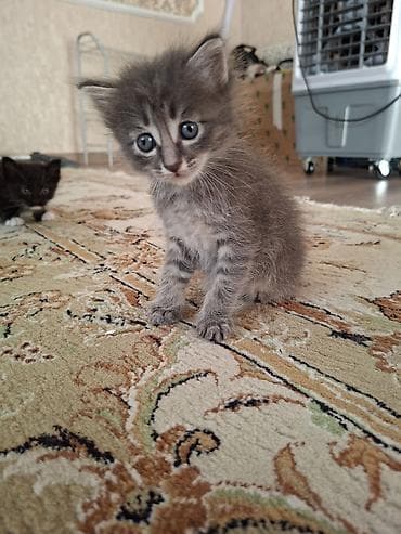 приму в дар котенка: Милые котята в добрые и ответственные руки 🐱Описание:Отдаем в добрые — 3