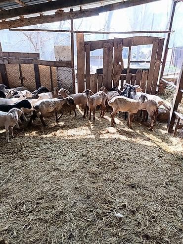 Индюки: Продаю | Ягненок | Полукровка | На забой | Ярка — 5