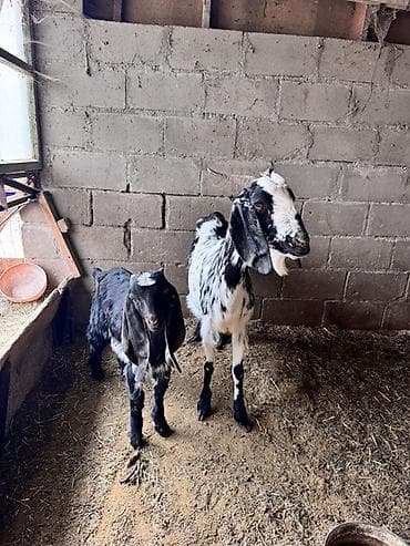 где можно купить хорька: Продаю | Коза (самка), Козёл (самец) | Для молока, Для разведения — 4