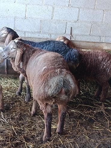 бирка для животных: Продаю | Баран (самец) | Арашан — 3