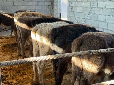 tuxedo порода кошек цена: Продаю | Бык (самец) | Ангус, Бельгийская, Айрширская | На откорм | Племенные, Искусственник — 3