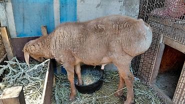 кой романовский: Продаю | Баран (самец) | Арашан | Для разведения | Племенные — 7