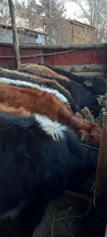 Собаки: Продаю | Бык (самец) | Привязанные — 5