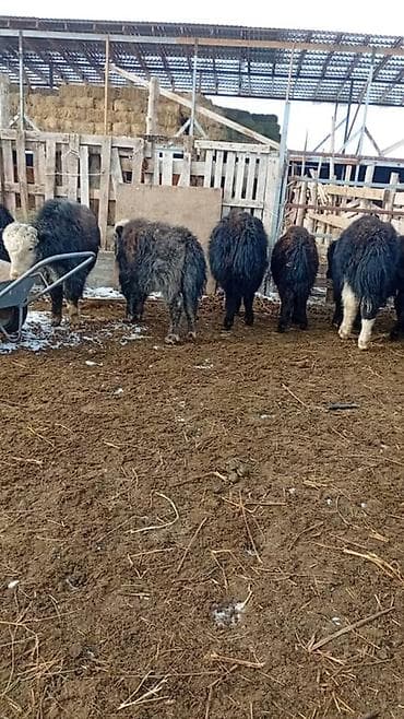 мал базар бишкек: Мамалактар сатылат, 15 баш, круг баасын 45 мин сомдон, Нарын — 5