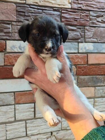 акустические системы ugreen колонка в виде собак: Срочно ищем дом щенкам. 4 мальчика и́ 2 девочки. привезём сами — 6