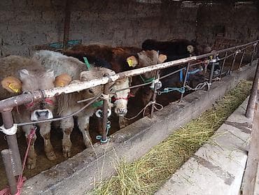 телята ангус: Продаю | Бык (самец) | Швицкая | На откорм — 4