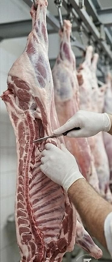 режу барана: Мясо Свежая баранина тушами 🐑🔥 Прямые поставки — без посредников ✔️ — 1