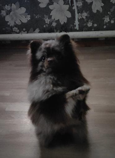 попугай розелла: Миниатюрный шпиц (померанский тип) редкого окраса мерль/шоколад. - — 5