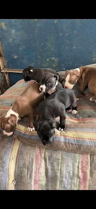 акита щенок: Щенки Амстафф. Родились 22.12.25 Окрас в помёте разный: - чёрные с — 2