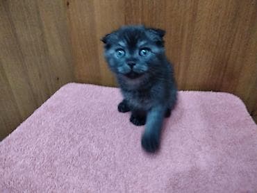 Кошки: Котёнок с короткими вислыми ушками и выразительными голубыми — 6