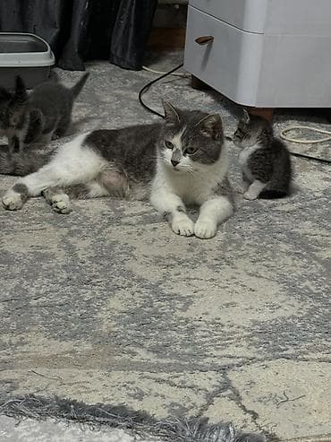 джек расл: Котята от кошки шатландская прямоухая .Есть котенок голубой окрас без — 3