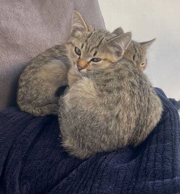 новорожденные котята: Актуально! Отдам котят в добрые руки. Возраст 2 месяца. 2 мальчика — 4