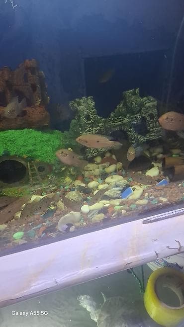 Услуги ветеринара: Аквариумные рыбы — цихлиды, цихлазому ( Центральной Америки) — 8