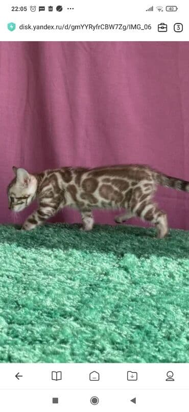 вязка кошек ош: Бенгальская, 1 месяц, Мальчик, Белый, Приучена к лотку, Проглистована, С документами — 4