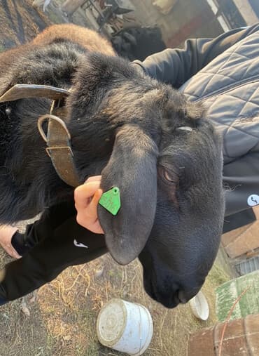 Продаю | Баран (самец), Ягненок | Арашан