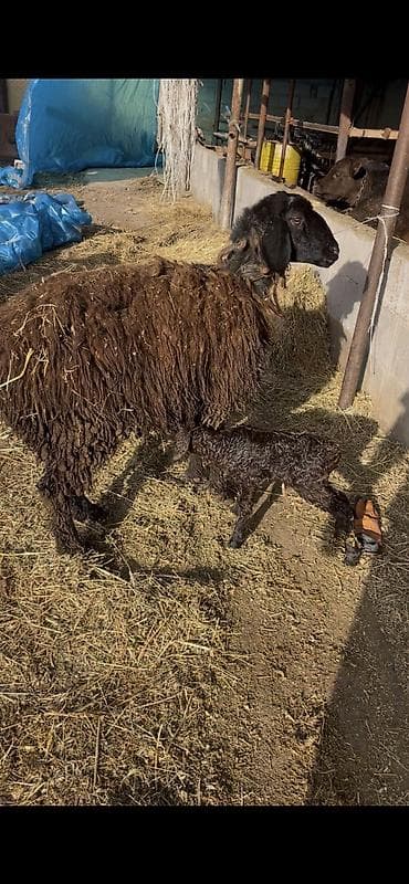 Ветеринар кызматы: Сатам | Ургаачы кой (ургаачы), Козу — 1