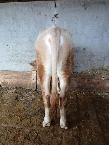 швицкая порода: Продаю | Бык (самец) | Алатауская | На откорм | Привязанные — 2