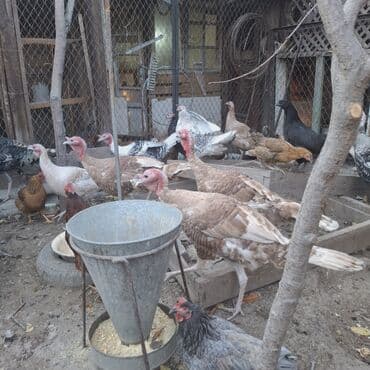 домашние куры: Продаю | Индюк (самец) | Бройлерная | На забой — 4