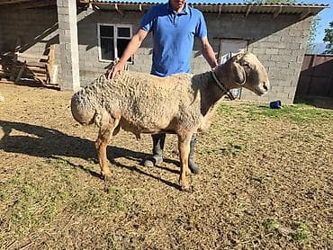 кок тай: Продаю | Овца (самка) | Арашан | Для разведения | Племенные, Осеменитель — 6