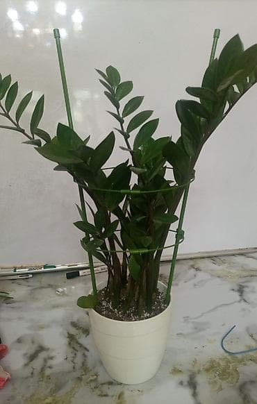 пл: Замиокулькас (Zamioculcas zamiifolia) в горшке. высота растения без — 1
