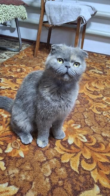 Продажа кошек: Отдаём котят в добрые руки. 1 кот,2 кошки. Мама вислоухая шатланка - — 1