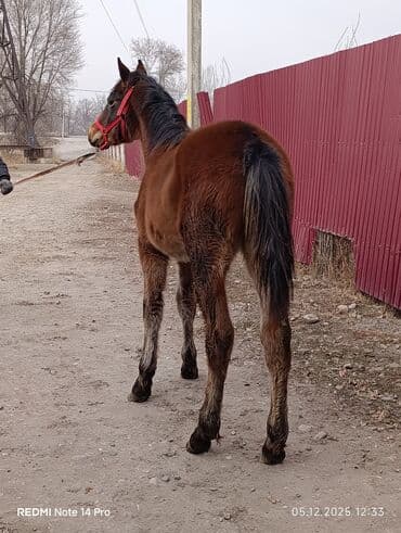 сколько стоит британская золотая шиншилла: Продаю | Жеребенок | Для разведения — 1