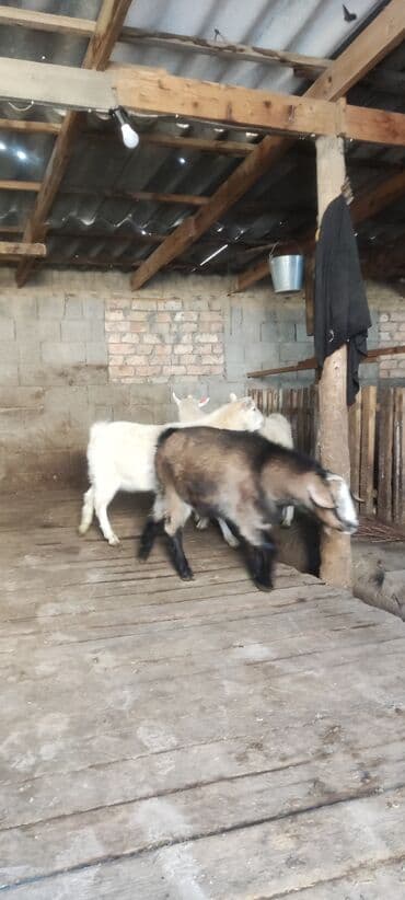племенные коровы молочные купить: Продаю | Козлёнок | Для разведения — 4