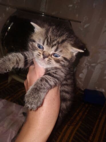 купить котёнка шотландского вислоухого: Шотландские котята — 6