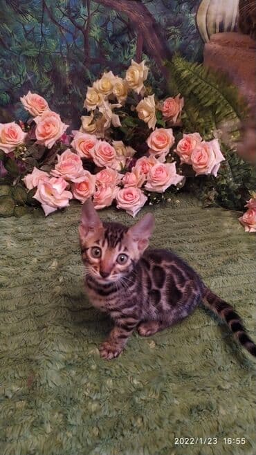 куда можно отдать собаку в бишкеке: Бенгальская, 2 месяца, Девочка — 4