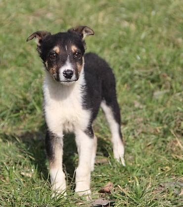 Продажа собак: Собака даром: Дворняжка, 4 месяца, Самец — 3