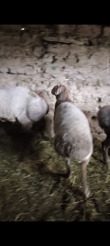 купить элитного щенка немецкой овчарки: Продаю | Баран (самец) | На забой | Племенные — 9