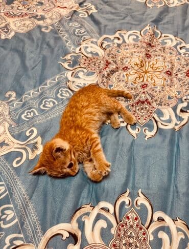 хочу купить кошку: Рыжий котёнок с ярким полосатым окрасом и выразительными глазами — 2