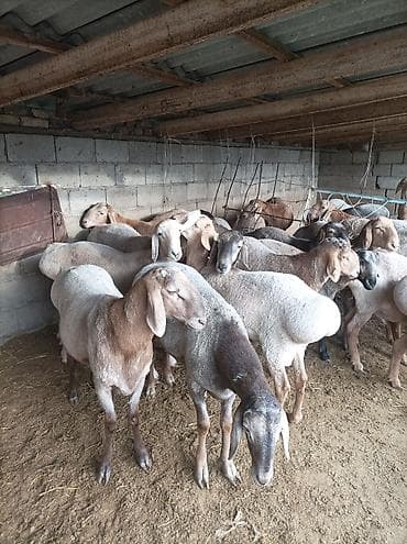 адлерский жожо: Продаю | Баран (самец) | На забой | Ярка — 4