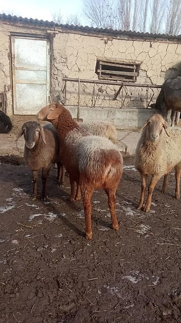 Кошки: Продаю | Овца (самка) | Полукровка | Для разведения | Матка — 9