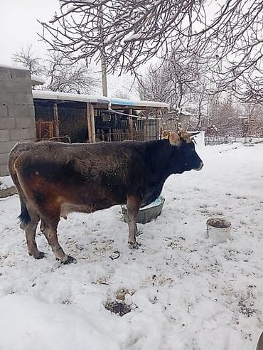 Другие животные: Продаю | Корова (самка) | Для молока — 1