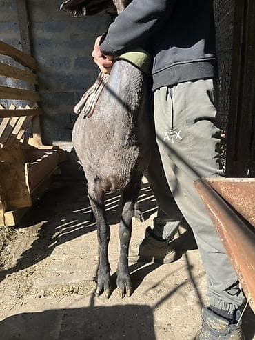 кары несушки: Продаю | Овца (самка) | Для разведения, Для шерсти — 8