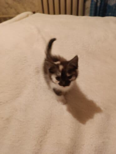 Грызуны: Беспородная, 2 месяца, Девочка, Биколор — 1