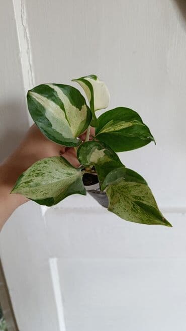 домашние растение: Продаю цветы все цены разные, находится в Кара Балте — 8