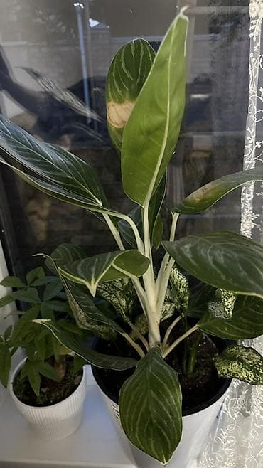 Аглаонемы: Аглаонема (Aglaonema) в горшке - Декоративно-лиственное комнатное — 1