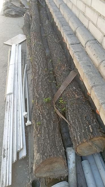 чач алабыз: Терек алабызтополь покупаем,кара жыгачтеректин баардык турун — 2