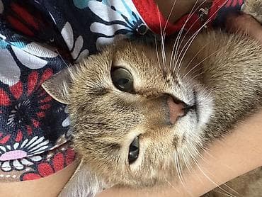 котята в дар: Кошка даром: Беспородная, Девочка — 2