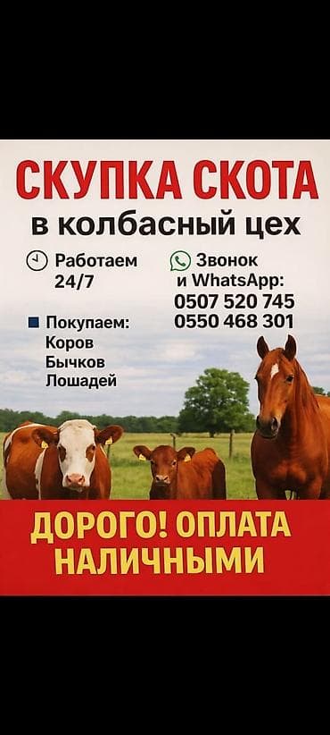 Колбасный цех : Лошади, кони, | Круглосуточно