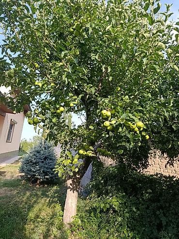 алмалар: Яблоки Голден, Оптом — 3