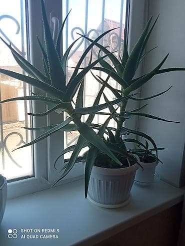 Дом и сад: Комнатные растения в горшках 1) Молочай Миля (Euphorbia milii — 7