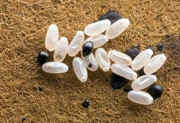 уничтожение клоп блох: Дезинфекция, дезинсекция, | Муравьи, Тараканы, Блохи, | Подвал, погреб, Дома, Квартиры — 3