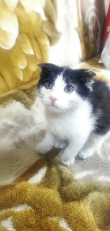 Беспородная, 2 месяца, Мальчик, Биколор, Приучена к лотку