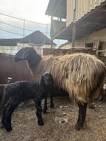 байтал бее: Продаю | Овца (самка), Ягненок | Для разведения | Матка — 4