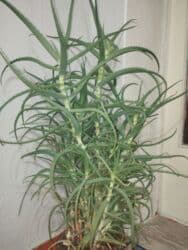 Алоэ 5-6летний